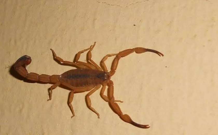 Prefeitura de Santana do Mundaú reforça alerta contra acidentes com escorpiões