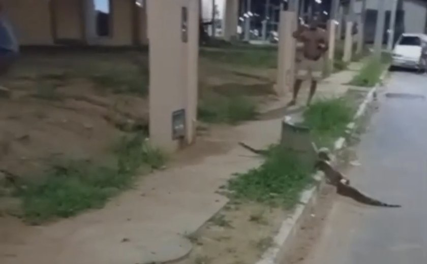 Jiboia é flagrada em conjunto residencial de Rio Largo