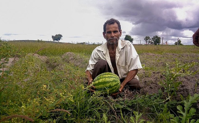 Auxílio safra é liberado para agricultores de sete municípios de Alagoas; veja