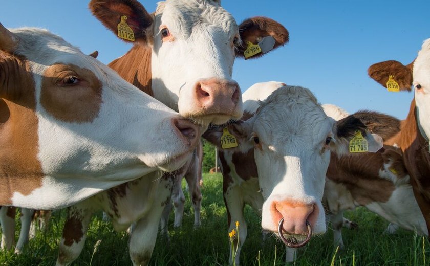 Brasil suspende exportação de carne para China após detectar caso de ‘vaca louca’