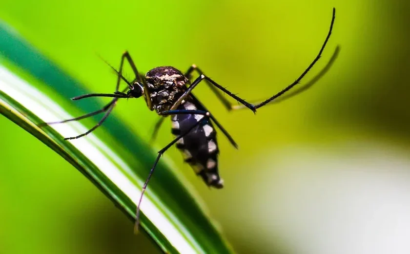 Alagoas apresenta a quinta menor incidência de dengue do país, segundo Ministério da Saúde