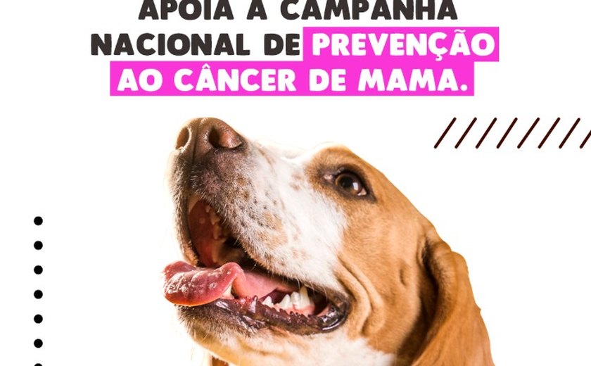 Outubro Rosa Pet Amigo: SMS orienta tutores sobre o câncer de mama em gatas e cadelas