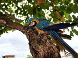 Arara da Praça Padre Cícero faleceu em União dos Palmares