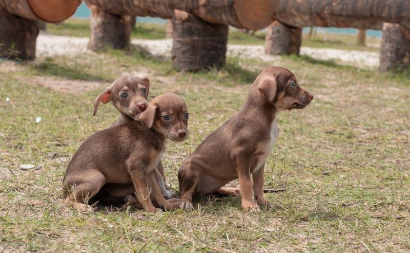 Gabinete da Causa Animal realiza primeira Feira de Adoção do mês de março na Orla da Ponta Verde