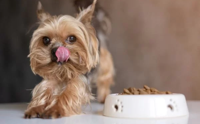 Lei que proíbe venda de animais em sites e pet shops é aprovada