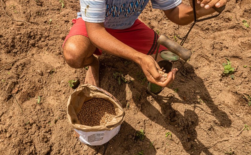 Inscrições para o programa Planta Alagoas são prorrogadas até o dia 2 de março