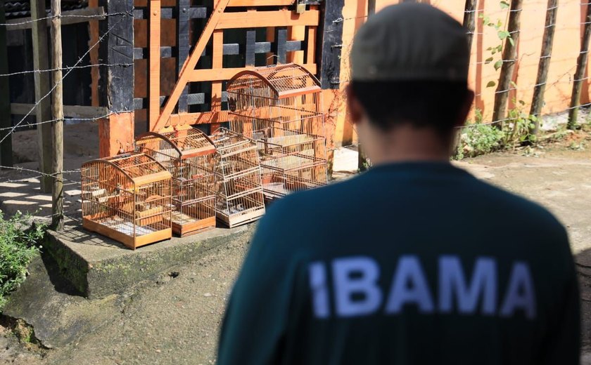 Operação em feira livre de Palmeira dos Índios resgata 26 animais silvestres vítimas de maus-tratos