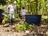 Agricultores de União dos Palmares comemoram sucesso do associativismo