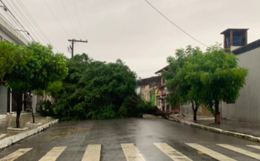 Fortes chuvas causam alagamentos e quedas de árvores em Maceió