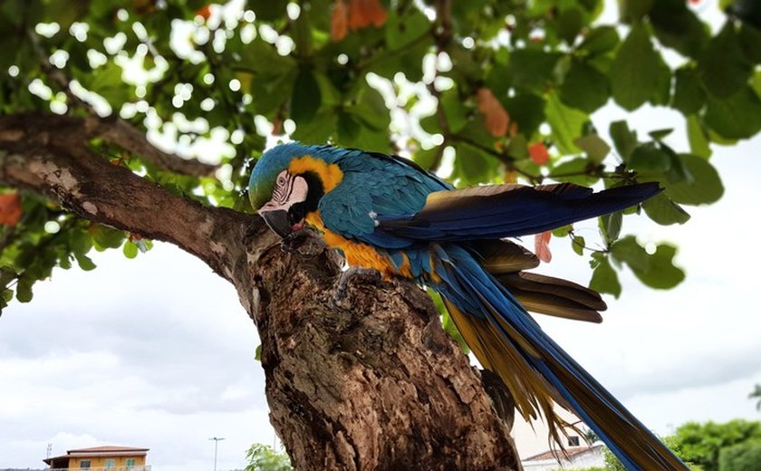 Arara da Praça Padre Cícero faleceu em União dos Palmares