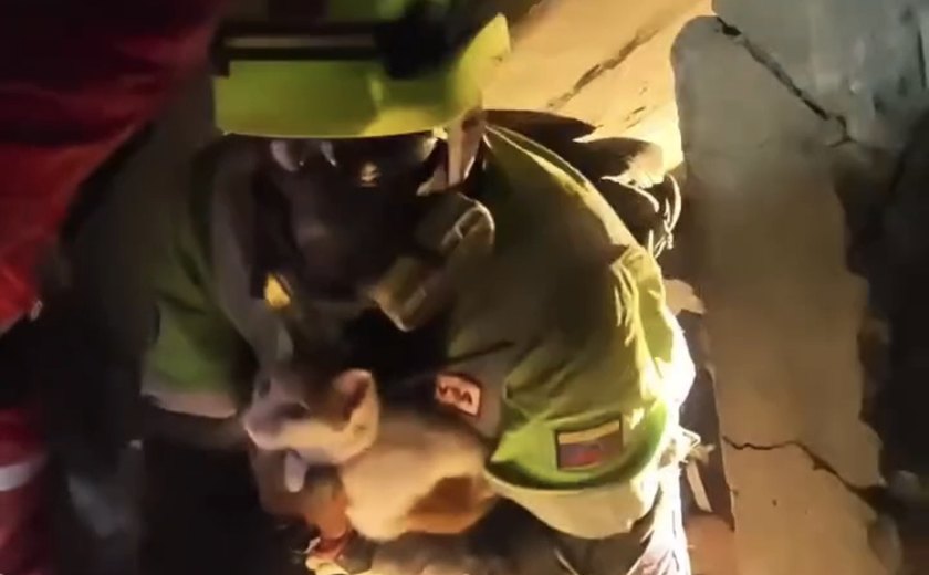 Gatinha é resgatada com vida após 23 dias sob escombros de terremotos na Venezuela