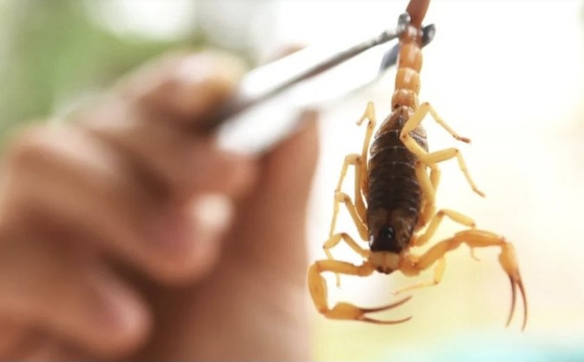 Alagoas lidera ranking nacional de acidentes com escorpiões