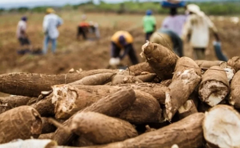 Alagoas atingiu recorde no valor da produção agrícola em 2020, aponta pesquisa