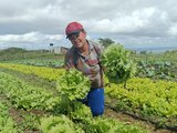 Governo de Alagoas lança programa que beneficiará mais de 7 mil famílias da agricultura familiar nesta segunda-feira