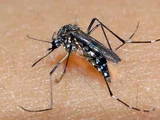 Casos de dengue crescem mais de 170% em Alagoas em 2024