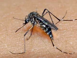 Alagoas tem aumento de 247% no número de casos confirmados de dengue