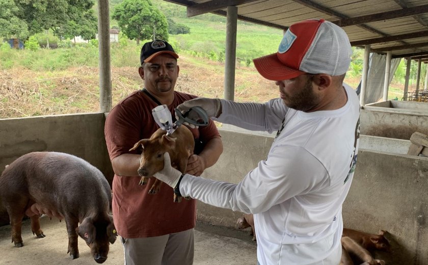 Alagoas vacina rebanho contra Peste Suína Clássica em São José da Laje