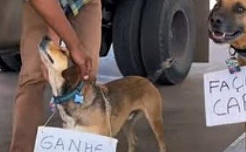 Posto dá desconto em combustível a clientes que fazem carinho em cães