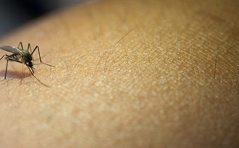 'Dengue não mata, o que mata é a desassistência e a desatenção', dizem pesquisadores