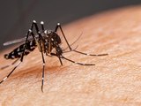 Sobe para ﻿60% o número de ﻿casos de dengue em Alagoas