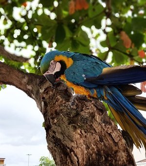 Arara da Praça Padre Cícero faleceu em União dos Palmares