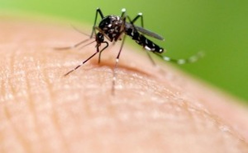 Alagoas registra aumento de 181% do número de casos de dengue