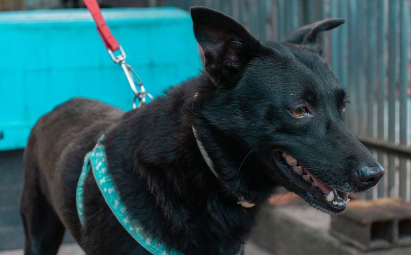 Feira de Adoção de animais volta à Rua Aberta neste domingo (31)