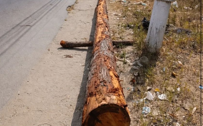 Mastro da procissão de Santa Maria Madalena já está em União dos Palmares