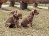 Gabinete da Causa Animal realiza primeira Feira de Adoção do mês de março na Orla da Ponta Verde