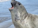 PF investiga morte de elefante-marinho 'Leôncio' em Jequiá da Praia