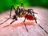 Alagoas registra aumento nos óbitos por dengue e chikungunya