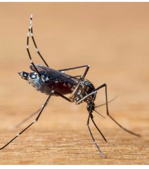 Brasil pode bater recorde e ter 4,2 milhões de casos de dengue em 2024