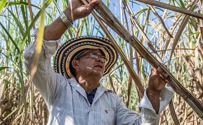 Alagoas se destaca como o 3º estado do Nordeste que mais cresceu em 2019, segundo IBGE