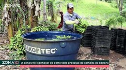 O dia a dia dos produtores de banana do Vale da Pelada em União dos Palmares