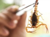 Alagoas lidera ranking nacional de acidentes com escorpiões
