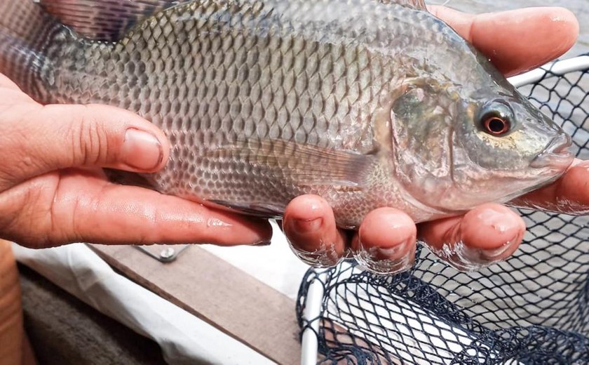 Governo de Alagoas cria Agência de Desenvolvimento da Pesca, Aquicultura e Apicultura