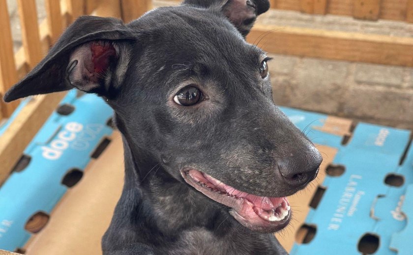 Pets têm a oportunidade de encontrar um lar através da Feira de Adoção, neste domingo (16), em Maceió