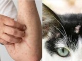 Esporotricose: Doença que afeta animais e pode infectar humanos aumenta em Maceió