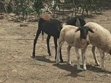 Moradores de Craíbas encontram 20 animais mortos com perfurações no pescoço e sem rastro de sangue