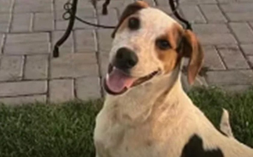 Após caso do cão Orelha, cachorro Abacate morre baleado