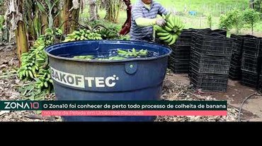 O dia a dia dos produtores de banana do Vale da Pelada em União dos Palmares