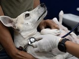 HC Pet completa um mês e já soma mais de 7 mil atendimentos em Maceió