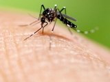 Alagoas registra aumento de 181% do número de casos de dengue