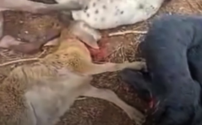 Chupa cabra? Ataques misteriosos matam mais de 100 ovelhas no Agreste de Alagoas