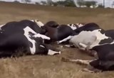 Fio de alta tensão cai e eletrocuta 27 vacas em propriedade rural de Alagoas