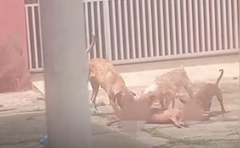 Abrigo de animais recebeu  R$ 3,1 milhões em verbas públicas após recusar cães vítimas de maus-tratos