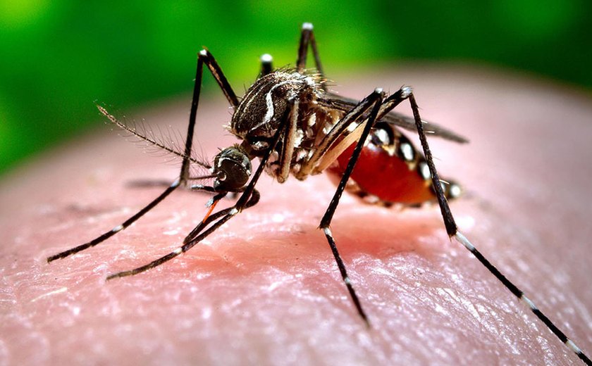 Alagoas registra aumento nos óbitos por dengue e chikungunya