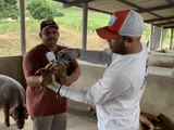 Alagoas vacina rebanho contra Peste Suína Clássica em São José da Laje