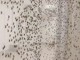 Dengue matou mais que o dobro de pessoas no 1º trimestre de 2024 em relação ao mesmo período de 2023
