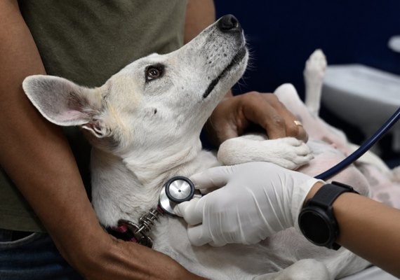 HC Pet completa um mês e já soma mais de 7 mil atendimentos em Maceió